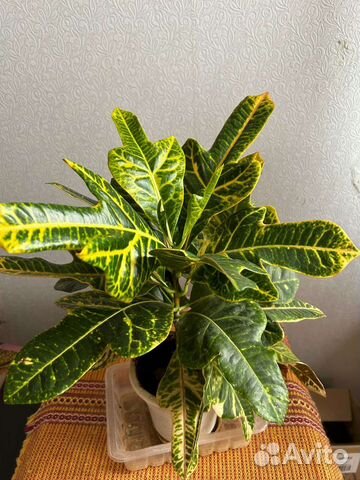 Кротон, тог уместен