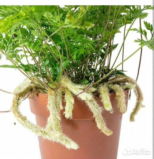 Папоротник Давалия заячьи лапки