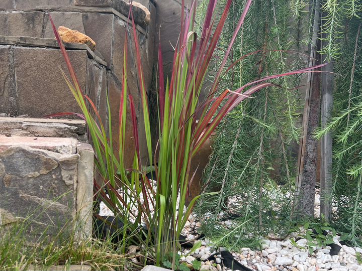 Императа цилиндрическая