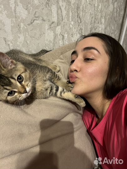 Котята золотая шиншилла