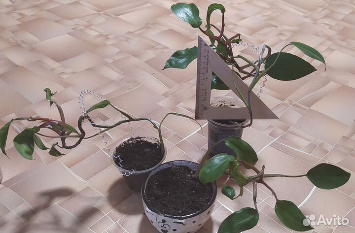 Филодендрон краснеющий