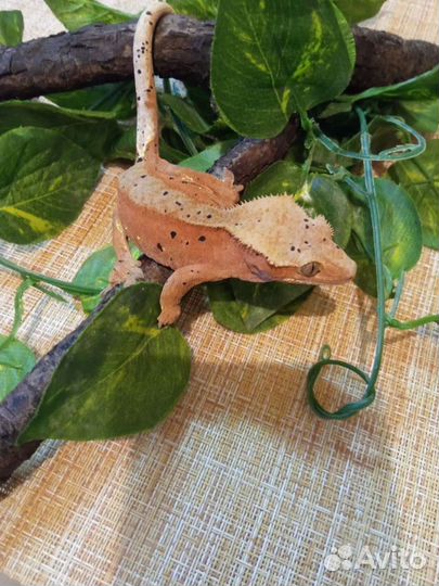 Реснитчатые бананоеды (самцы )