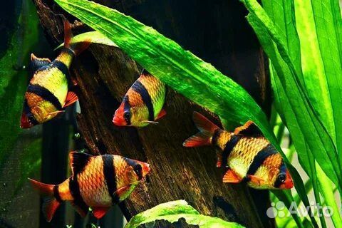 Аквариумные рыбки