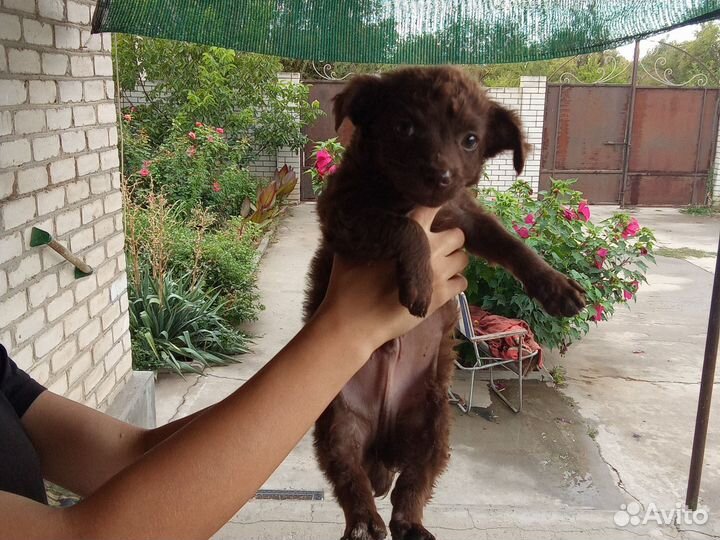 Отдам щенков (мальчики) в добрые руки