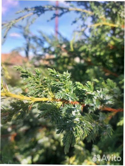 Можжевельник китайский Blue Alps
