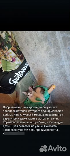 Котенок в добрые руки