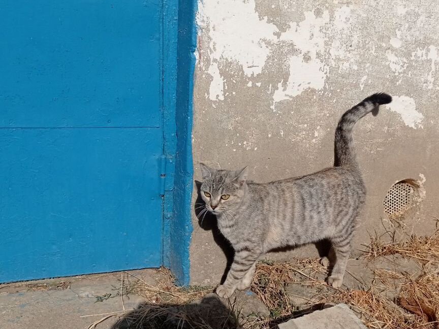 Молодая стерилизованная кошка ищет дом