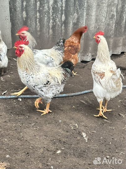 Молодые петухи мастер грей