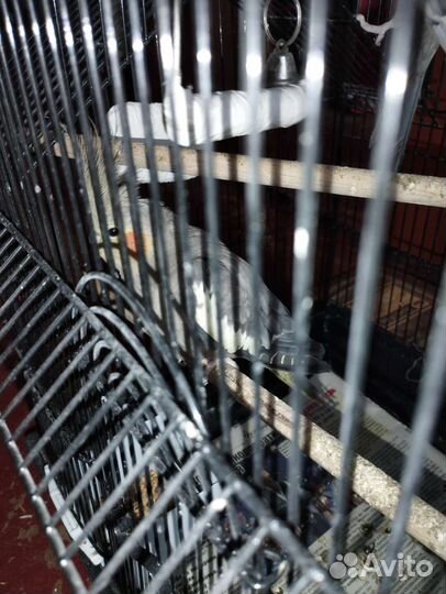 Попугай Карелла