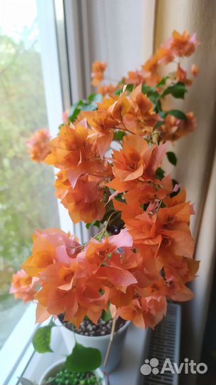 Бугенвиллия сортовая