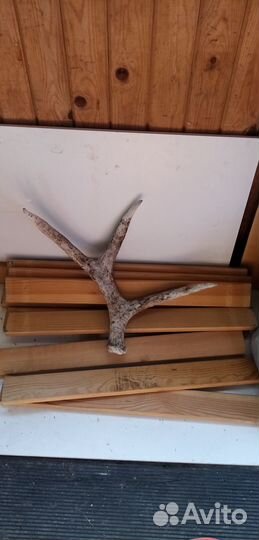 Рога оленьи