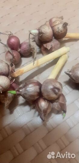 Лук многолетний многоярусный