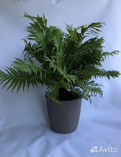 Домашние растения