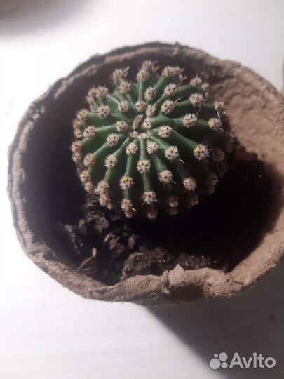 Кактусёнок