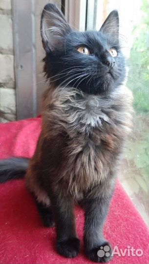 Котята девочки подростки