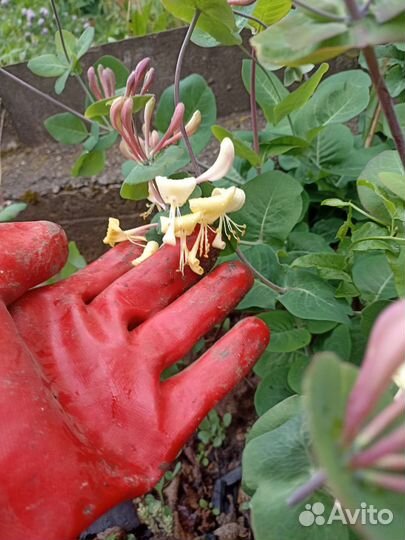 Жимолость каприфоль