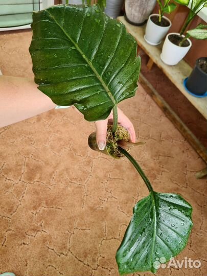 Филодендрон карамель марбл