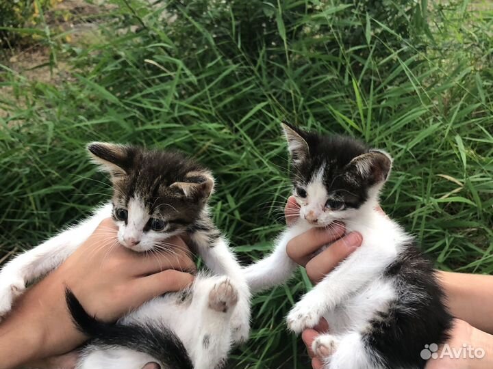 Котята в добрые руки