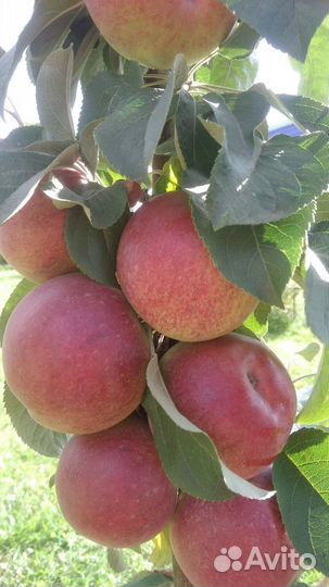 Саженцы плодовых деревьев