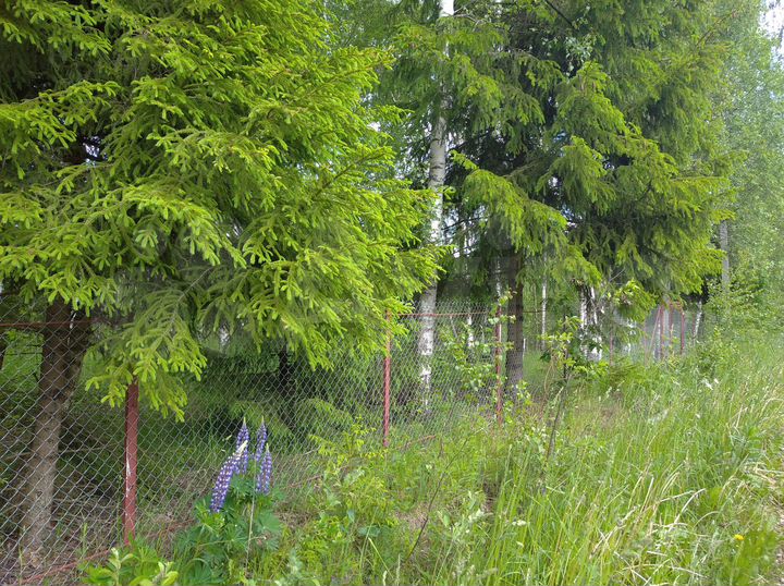 Участок 12 сот. (СНТ, ДНП)