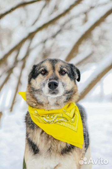 Чудесный пес в добрые руки