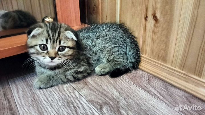 Шотландский вислоухий котенок