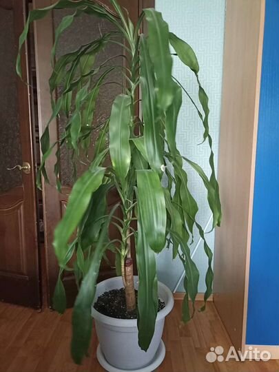 Драцена душистая