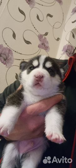 Сибирский хаски