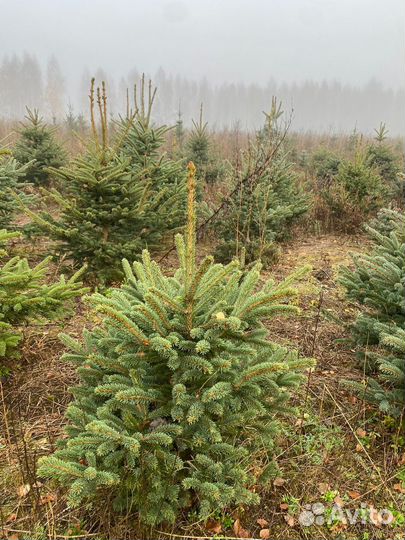 Елка на Новый год