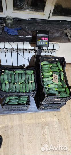 Огурцы свежие