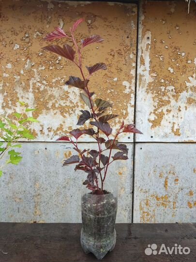 Пузыреплодники