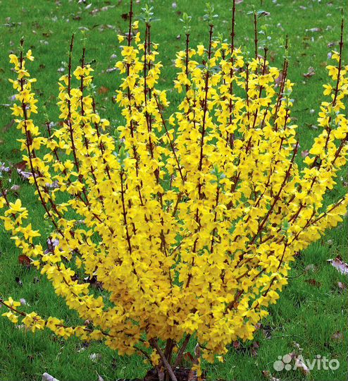 Форзиция кусты