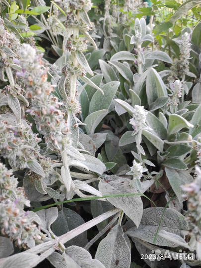 Многолетние цветы для сада, годжи, лекарств. травы