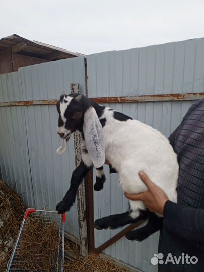 Козлята Камори/нубийские