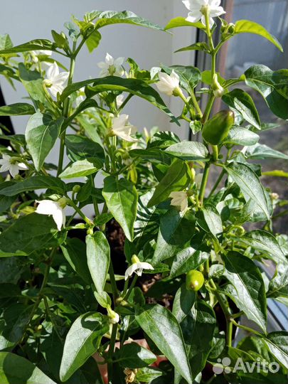 Перец острый 