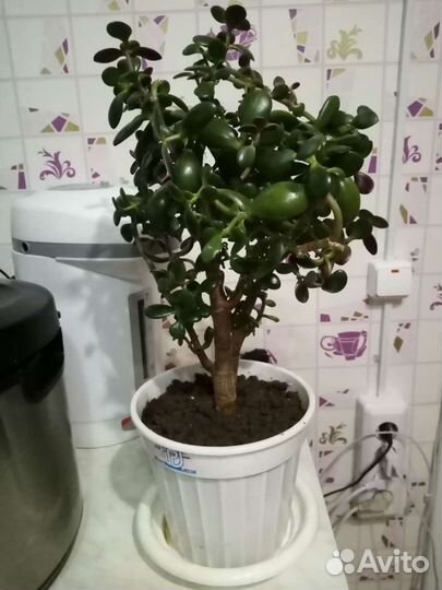 Продам комн. цветы