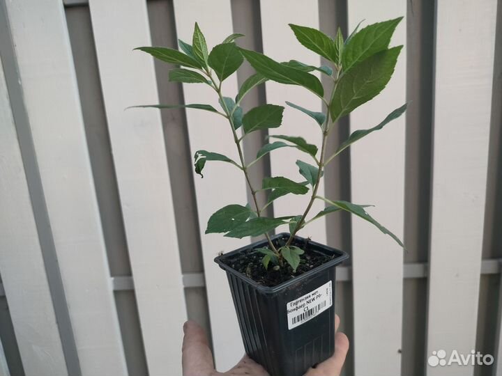 Гортензия метельчатая Бонфаер