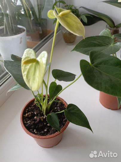 Антуриум Андре Ванилла