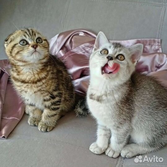 Шотландские котята