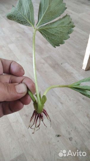 Рассада клубники