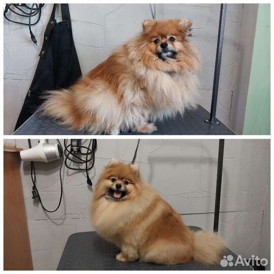 Груминг собак и кошек