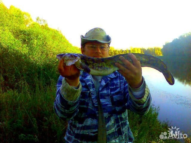 Донная снасть на налима. Закидушка на налима