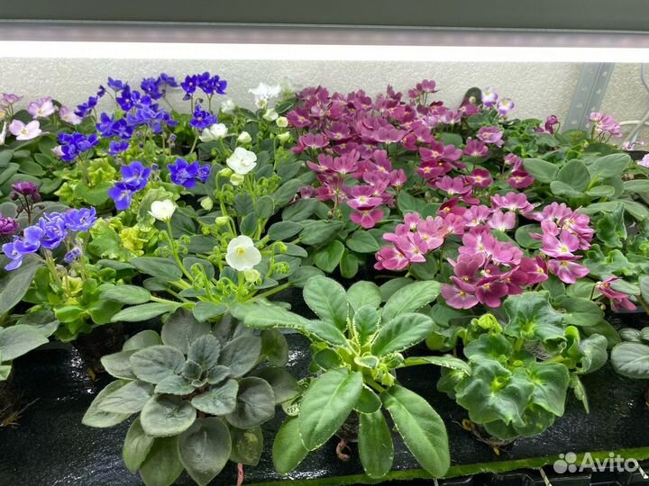 Цветущие фиалки