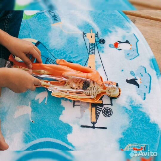 Набор Строение тела