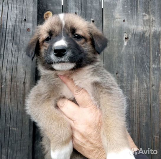 Щенки в добрые руки даром