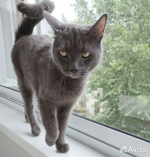 Котик молодой