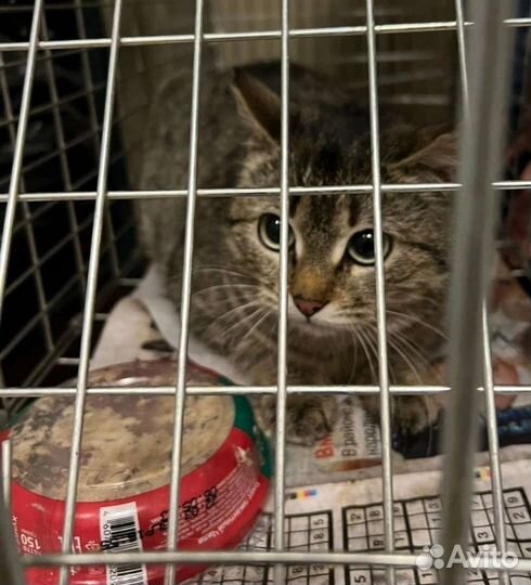 Я очень хочу жить дома, а не на улице, мам папы