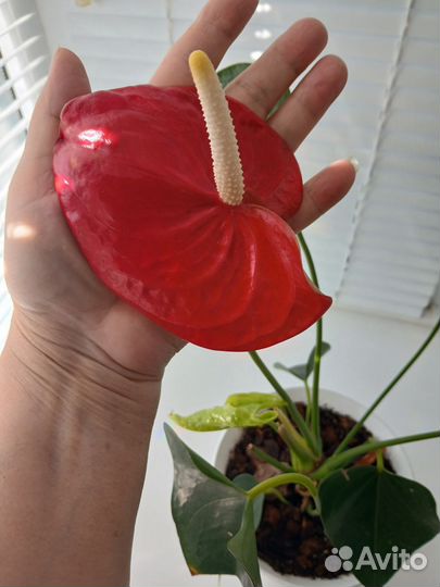 Антуриум Адиос ред