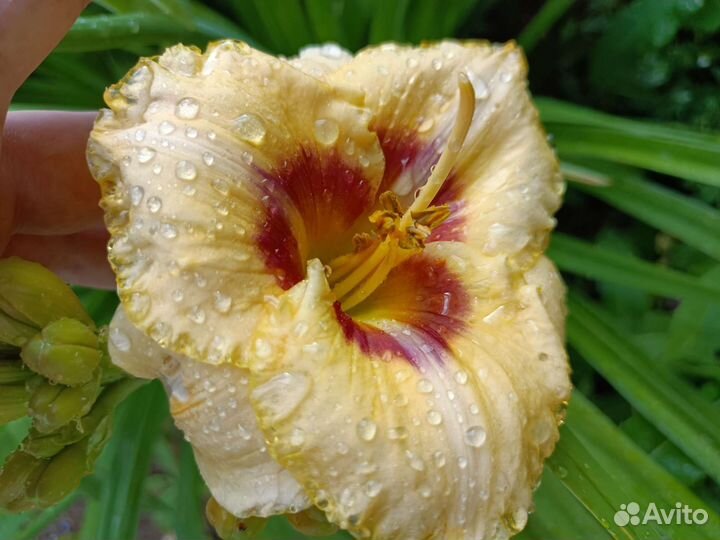 Лилейник гибридный