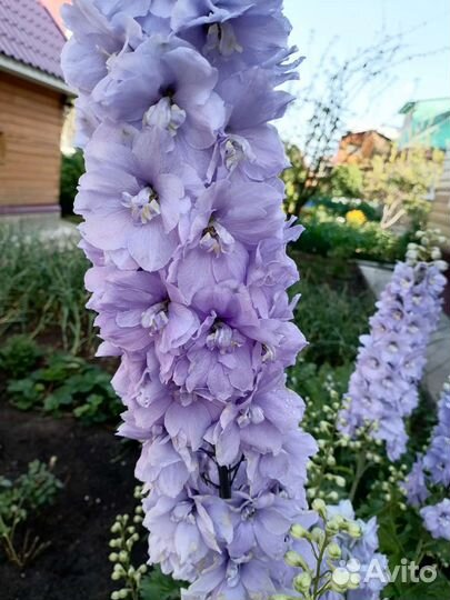 Дельфиниум новозеландский